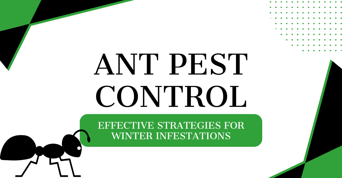 Effective Ant Pest Control Strategies for Winter Infestation