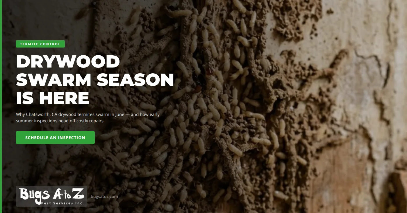 June Drywood Termite Swarms in Chatsworth, CA