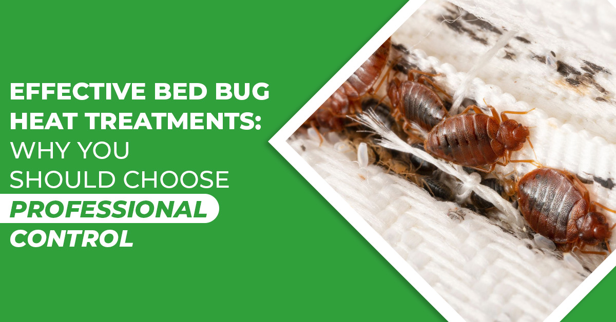 Fast & Effective Bed Bug Heat Treatments – Stop Infestations Now