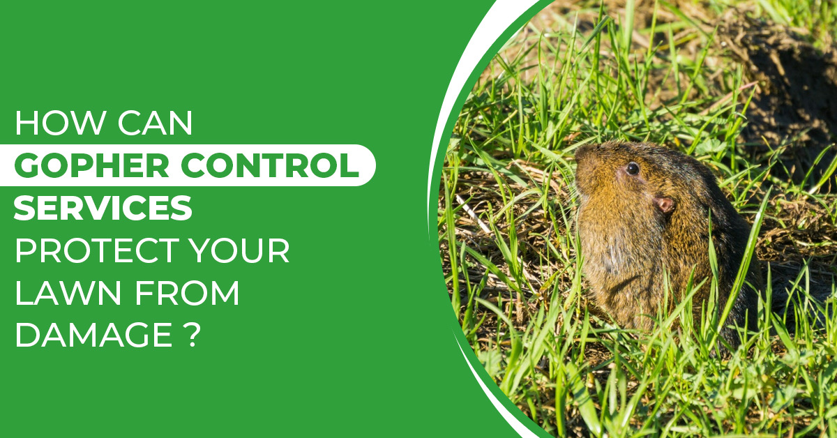 Gopher Control Services: Keep Your Lawn Lush and Green