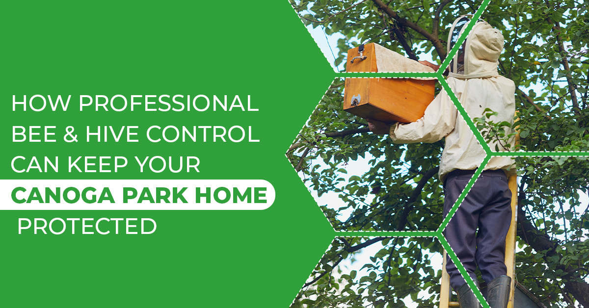 Bee Infestation Prevention & Hive Relocation Canoga Park