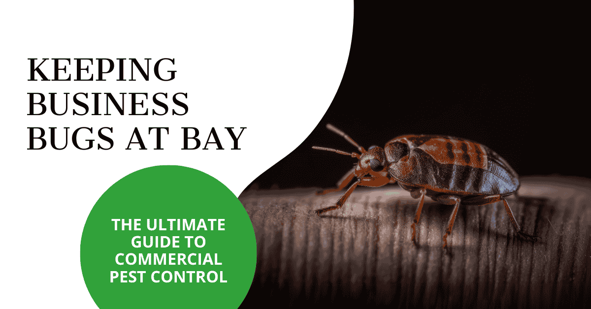 Your Guide to Commercial Pest Control | Keep The Bugs Away
