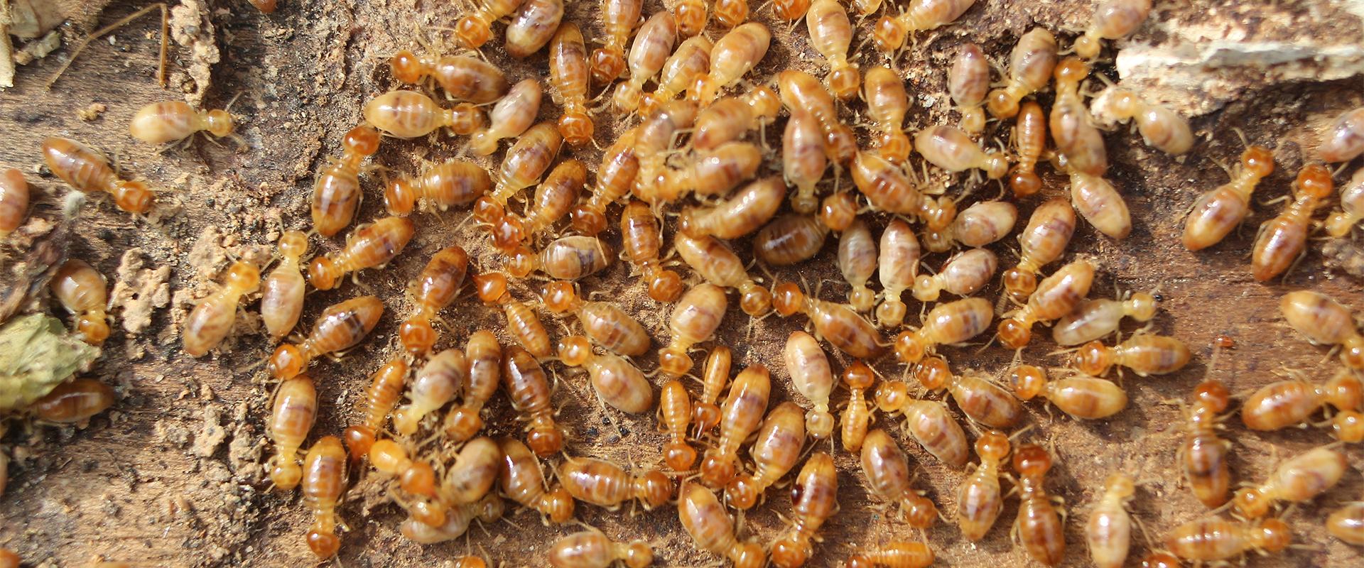 Termite Control in Canoga Park, CA | Bugs A to Z