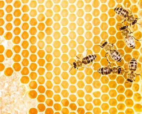 Bees on honeycomb, showcasing their role in honey production