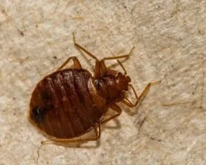Close-up of a bed bug, highlighting its small size and ability to infest homes