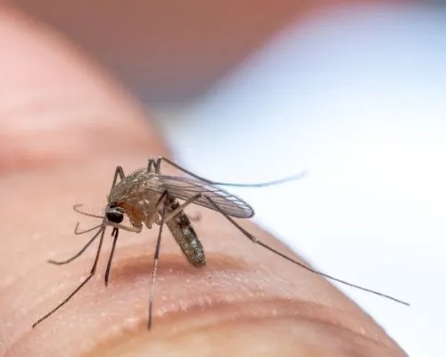Close-up of a mosquito biting a finger, highlighting the importance of mosquito control