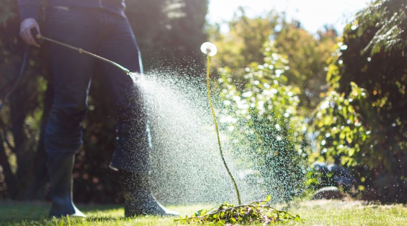 Image of natural pest control methods, featuring eco-friendly solutions.
