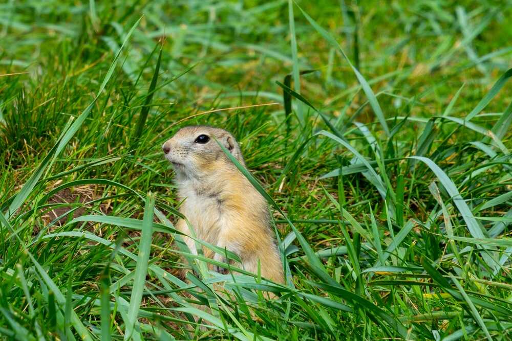 Image showing pest control professional in action.