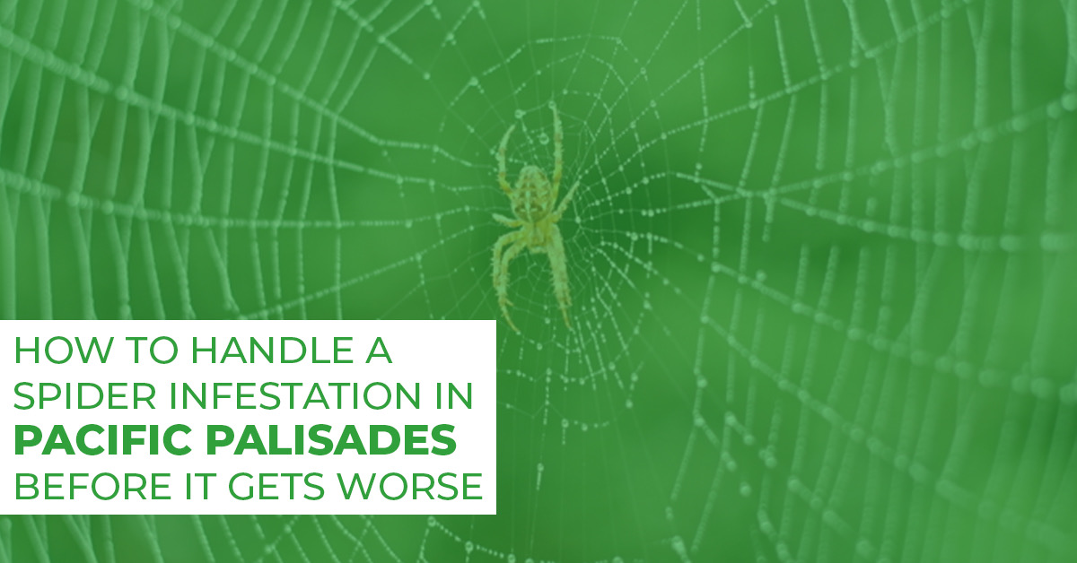 Best Ways to Stop a Spider Infestation in Pacific Palisades Before It Gets Worse