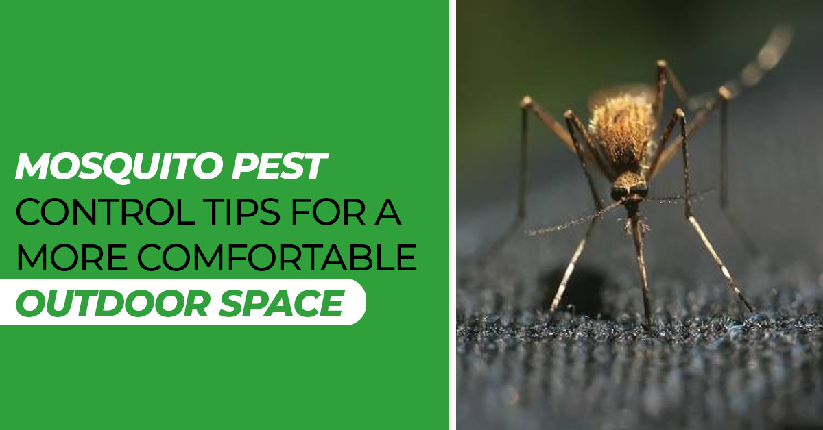 Mosquito Pest Control Tips for a More Comfortable Outdoor Space