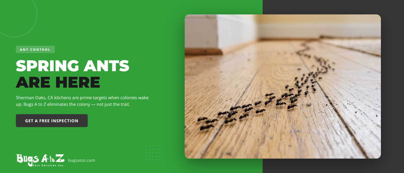 Spring ant invasion in a Sherman Oaks CA kitchen - Argentine ant trail along counter - Bugs A to Z